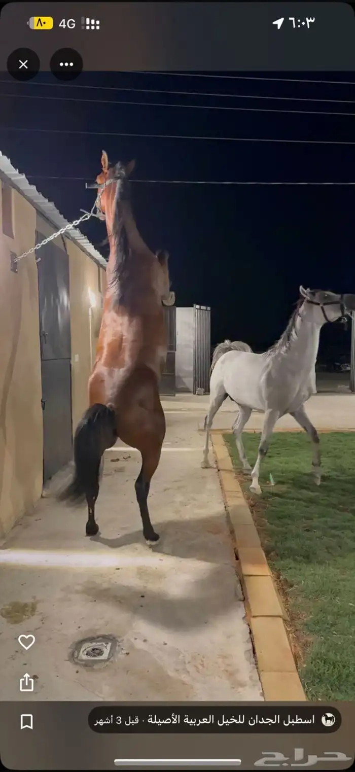 اسطبل vip للإيواء والعسف والتدريب شمال الرياض 5