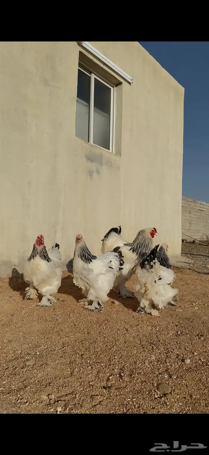 دجاج براهما 0