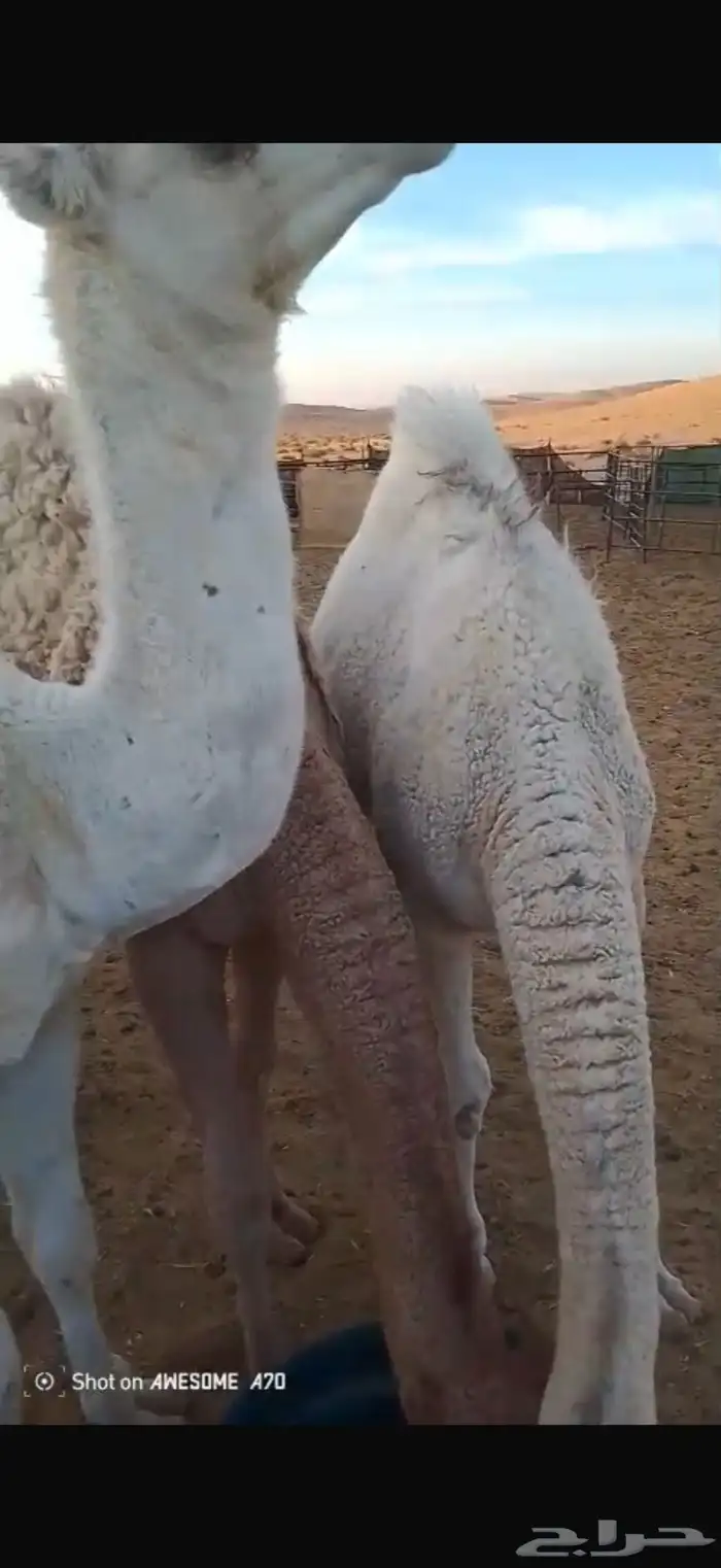 حشو للبيع .. 1