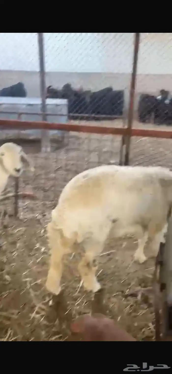 جذعات ولد وحده متوم تحتها 3 رخال وخروف روم وسلم شرط 3