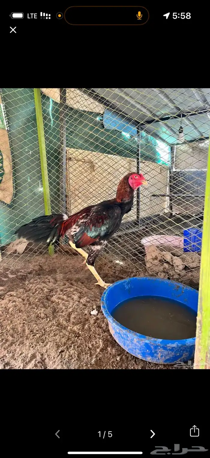 ديك برازيلي مستورد 0