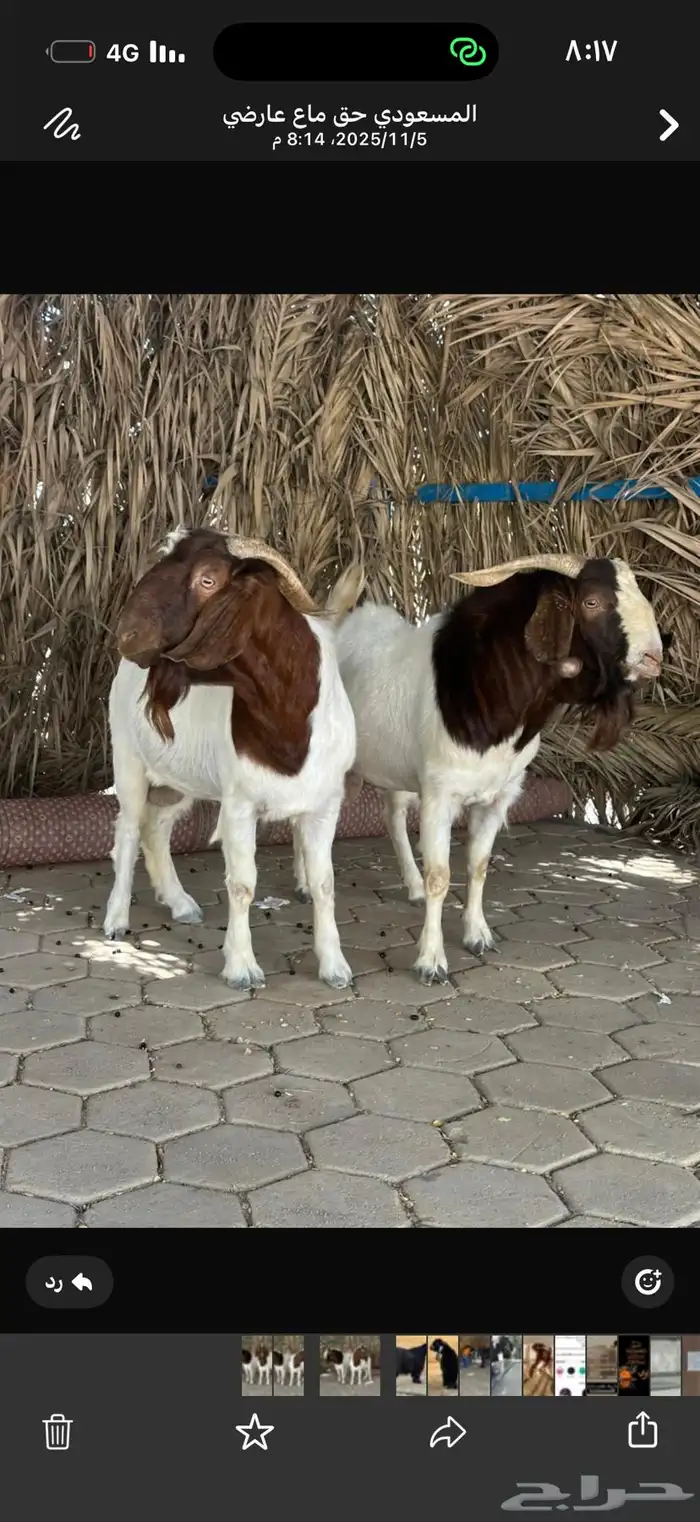 تيس بورقوت مشروط 1