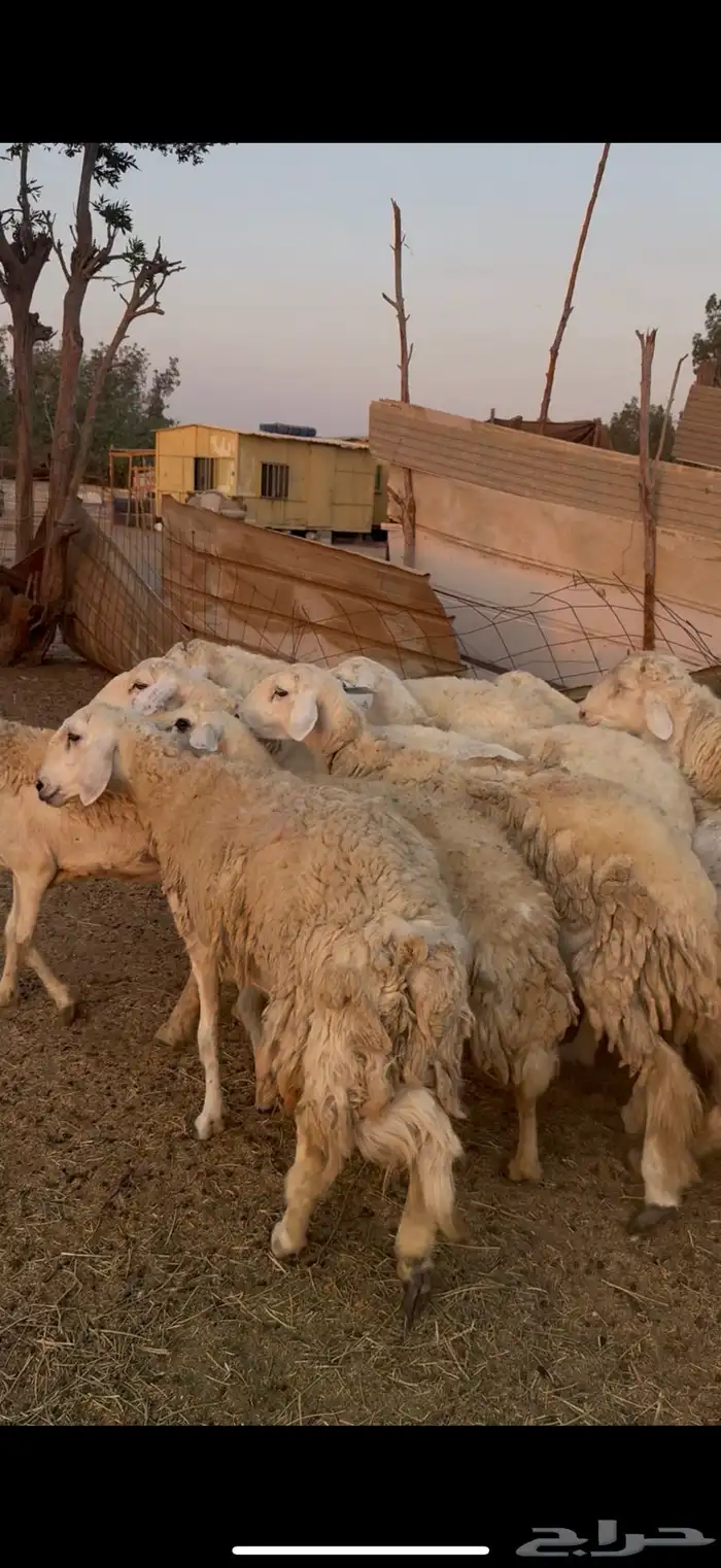 للبيع ضان حريات صنف الصنف دفع فيها 2 فحول كفوو (( تم البيع)) 0