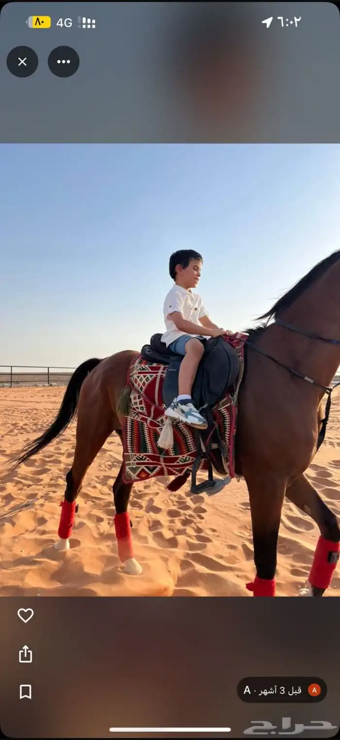 اسطبل vip للإيواء والعسف والتدريب شمال الرياض 1