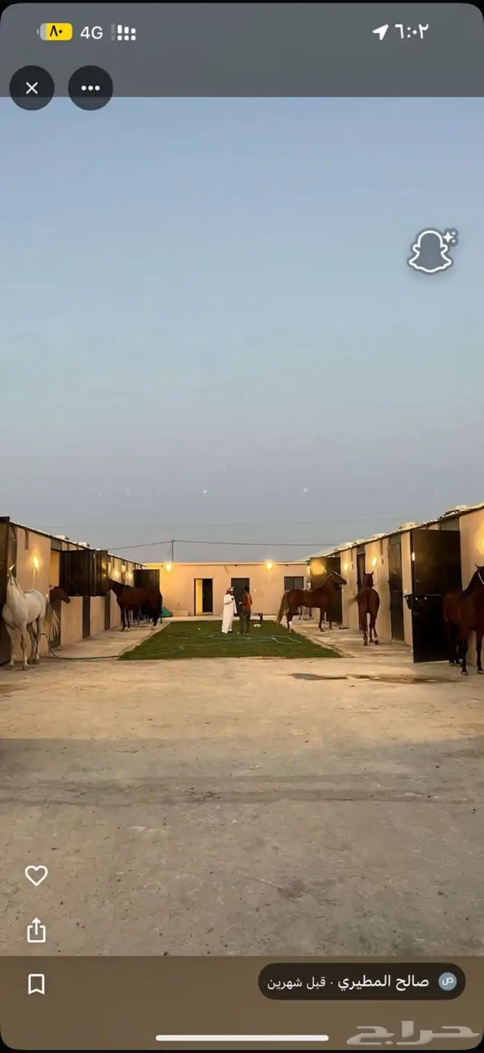 اسطبل vip للايواء والعسف والتدريب شمال الرياض 2