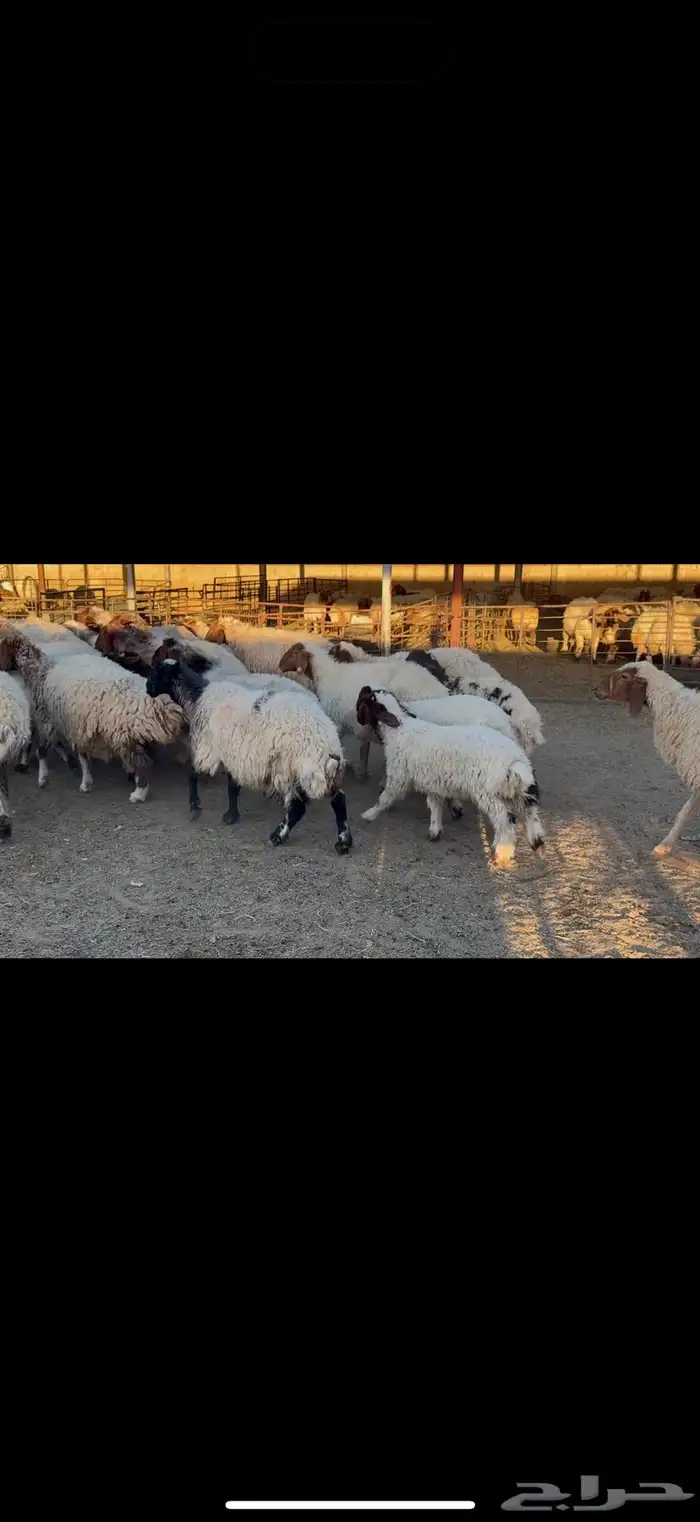 غنم نعيم مطافيل 4