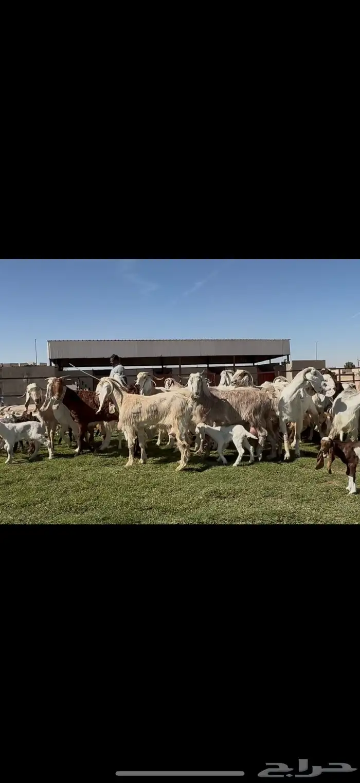 مراح مشاريك فاخره متاويم 23 يتبعها 39 حليب وافر. 19