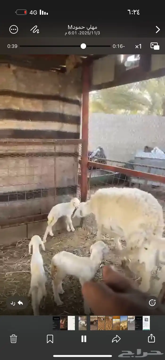 جذعات ولد وحده متوم تحتها 3 رخال وخروف روم وسلم شرط 1