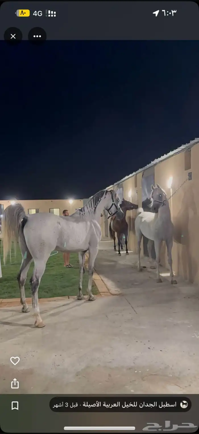 اسطبل vip للايواء والعسف والتدريب شمال الرياض 6