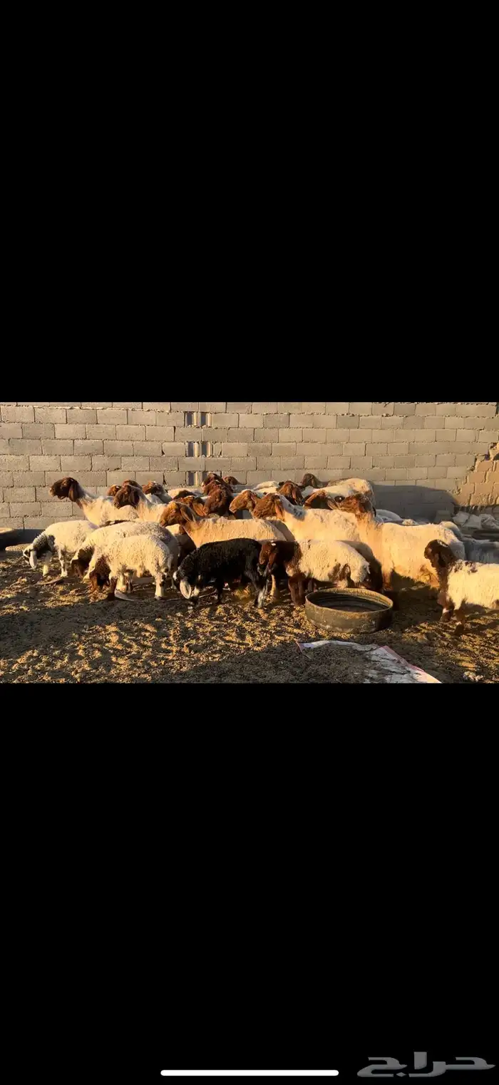 غنم نعيم مطاف يل 2