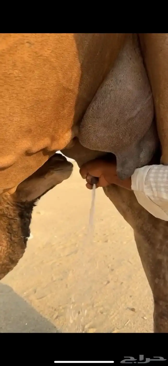 للبيع خلفه حمرا ساحليه كفو تحتها بكره 1