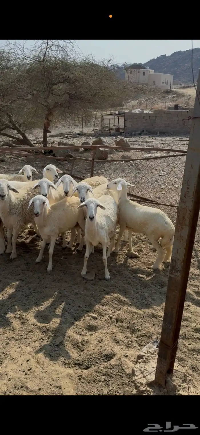 رخال تاسيس مراح 5