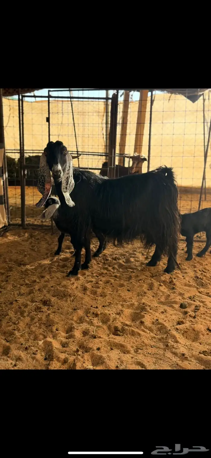 عنز عارضيه طيبه متاومه 0