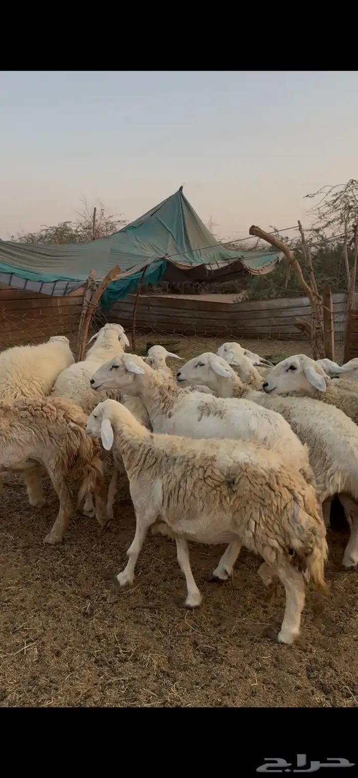 للبيع ضان حريات صنف الصنف دفع فيها 2 فحول كفوو (( تم البيع)) 2