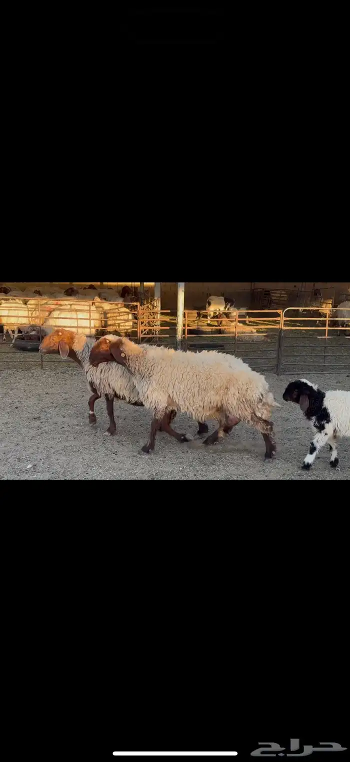 غنم نعيم مطافيل 1