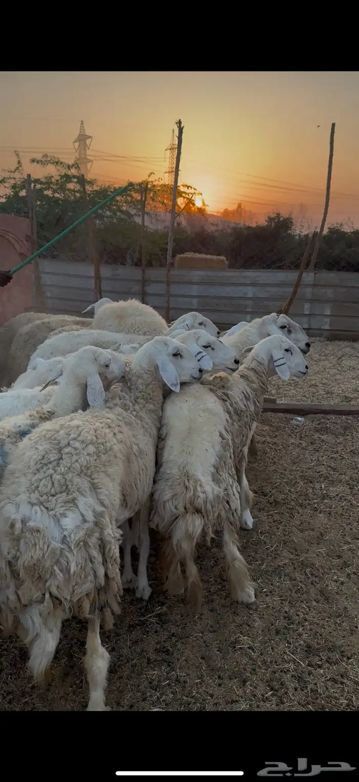 للبيع ضان حريات صنف الصنف دفع فيها 2 فحول كفوو (( تم البيع)) 4