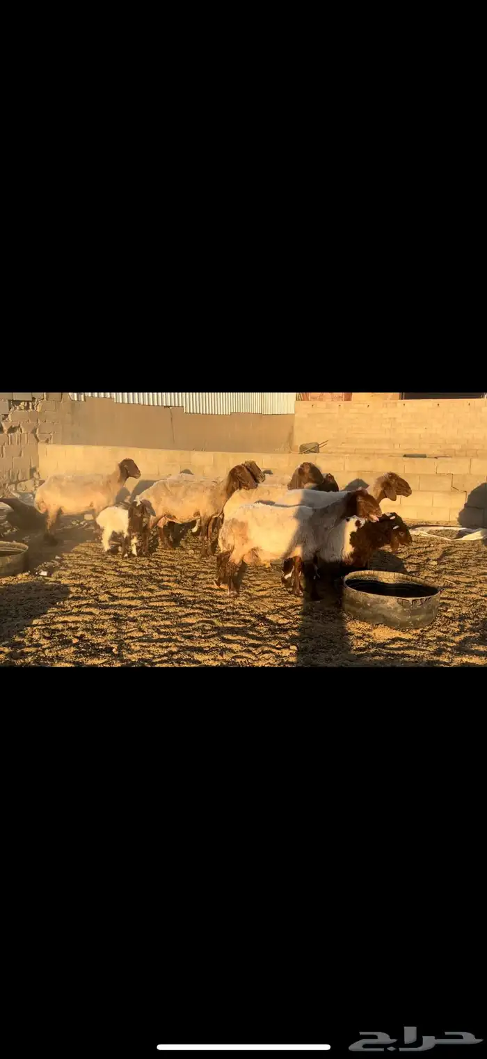 غنم نعيم مطاف يل 4