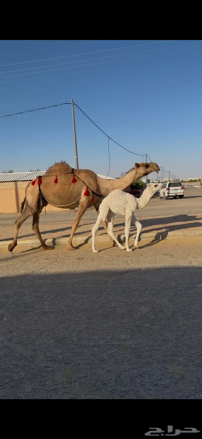 خلفه مصغر كفو هدية والحليب وافر 1