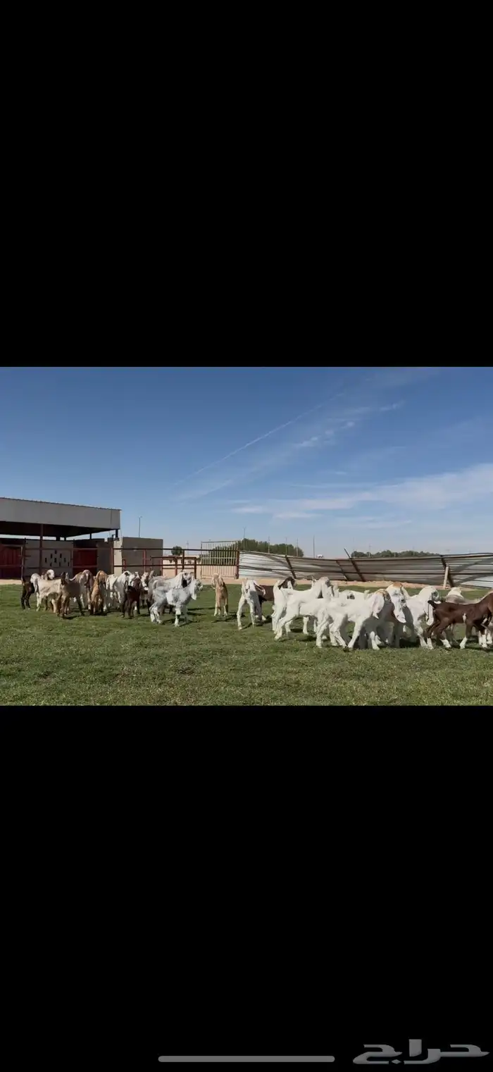 مراح مشاريك فاخره متاويم 23 يتبعها 39 حليب وافر. 1