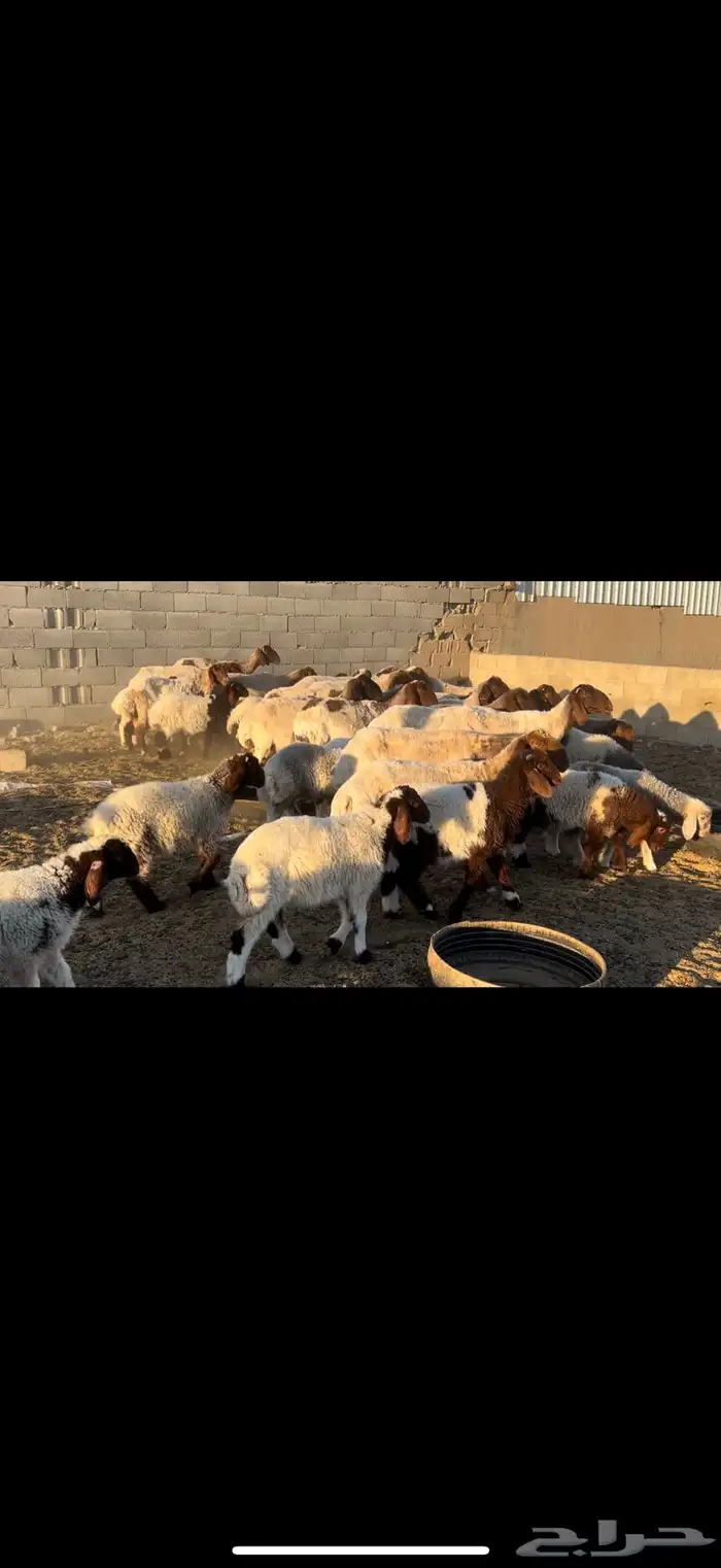 غنم نعيم مطاف يل 3