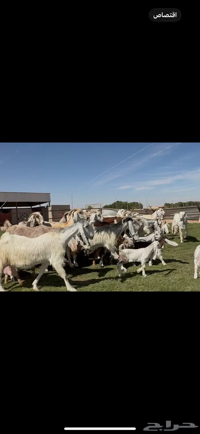 مراح مشاريك فاخره متاويم 23 يتبعها 39 حليب وافر. 18
