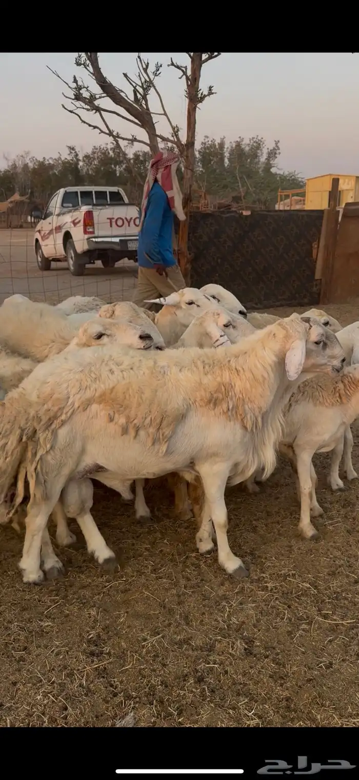 للبيع ضان حريات صنف الصنف دفع فيها 2 فحول كفوو (( تم البيع)) 8