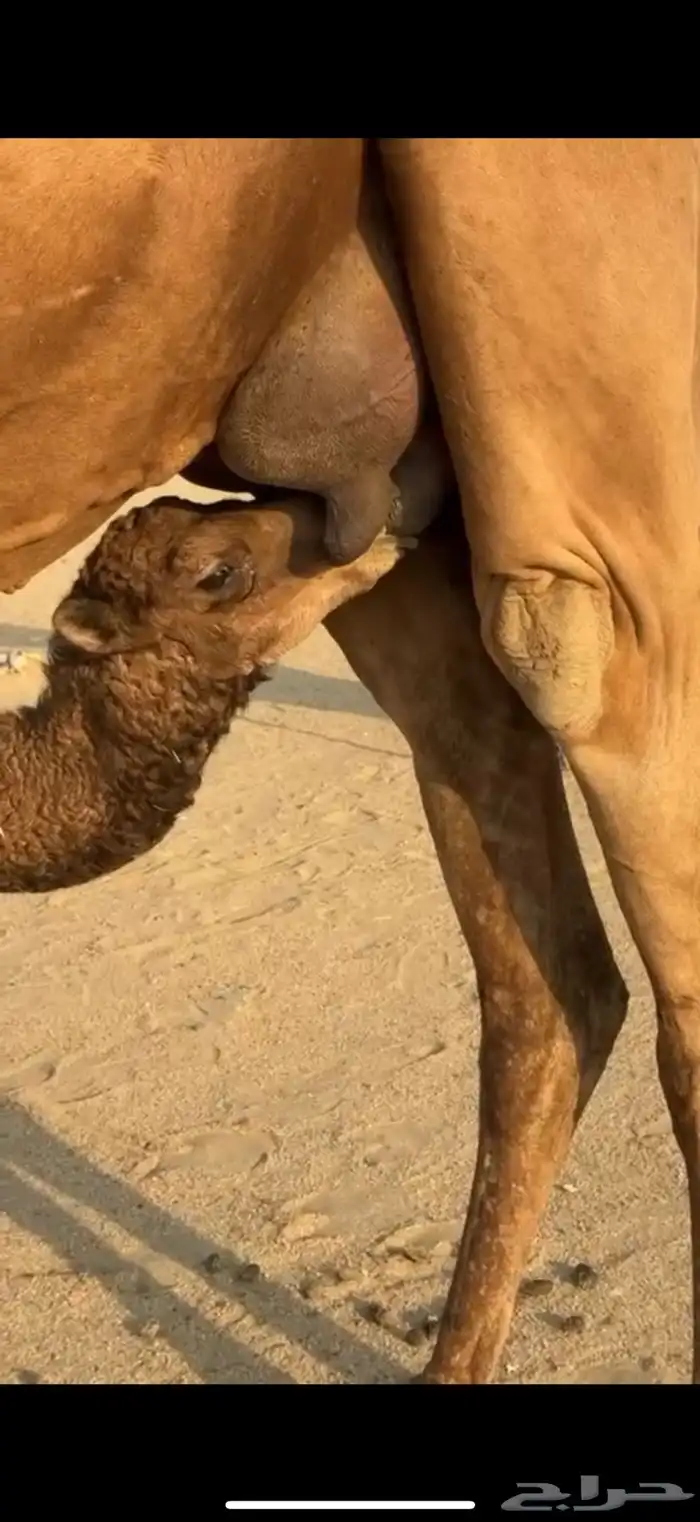 للبيع خلفه حمرا ساحليه كفو تحتها بكره 4