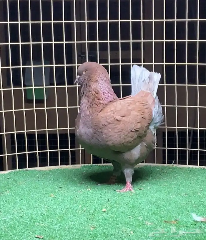 زوج مودينا 0