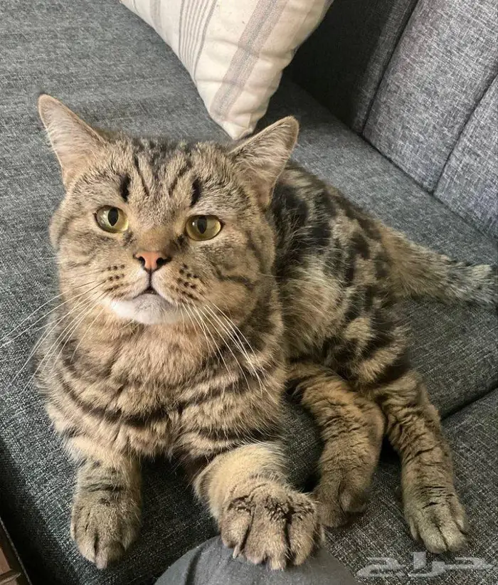 قط بريطاني للتزاوج 0