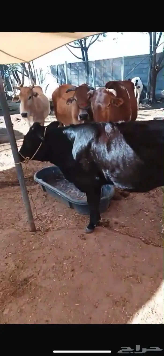 بقر جرسي للبيع 0
