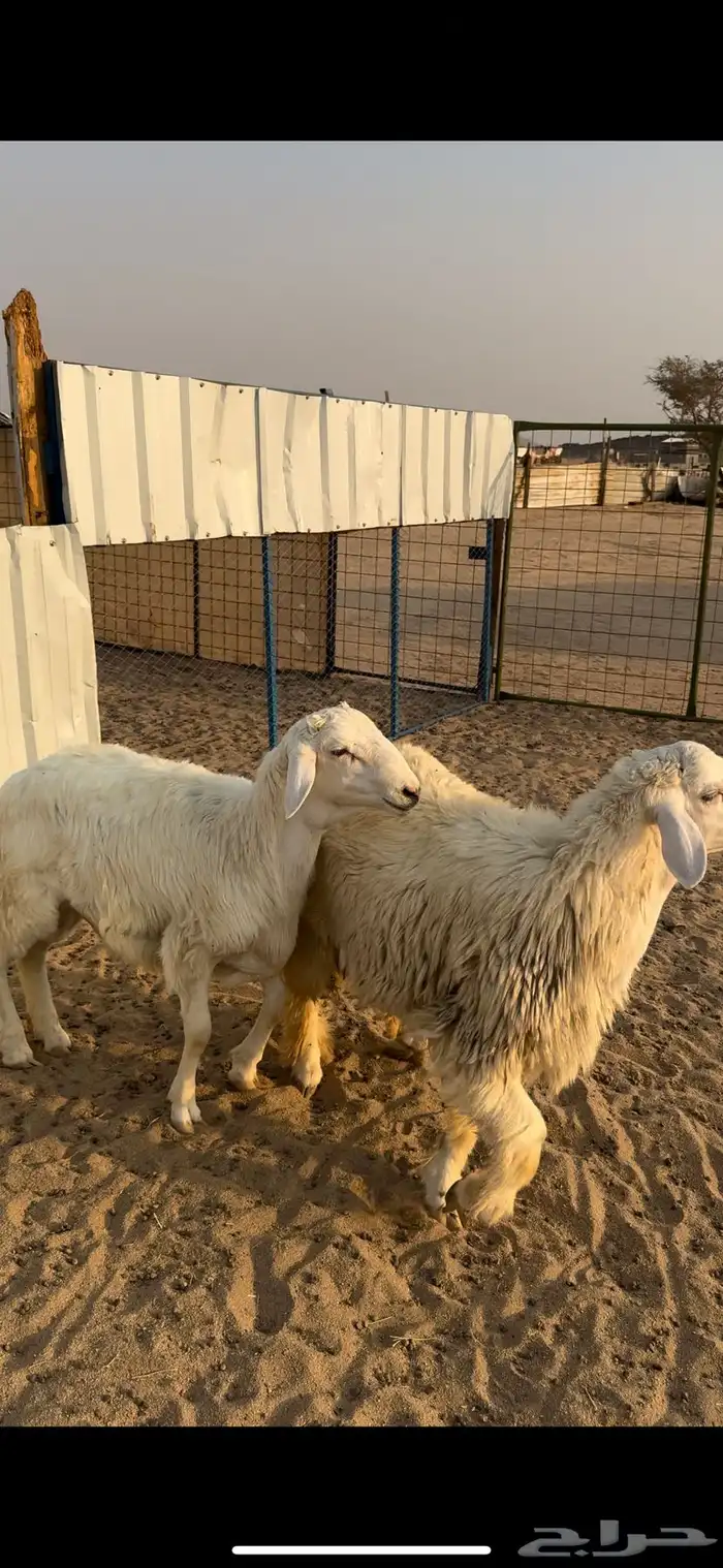 طليان جبرة للبيع 2