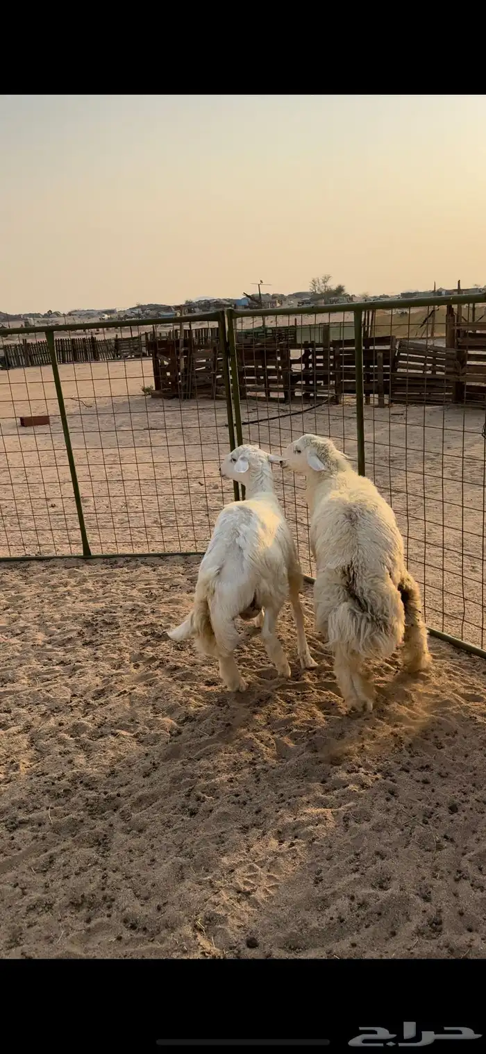 طليان جبرة للبيع 0