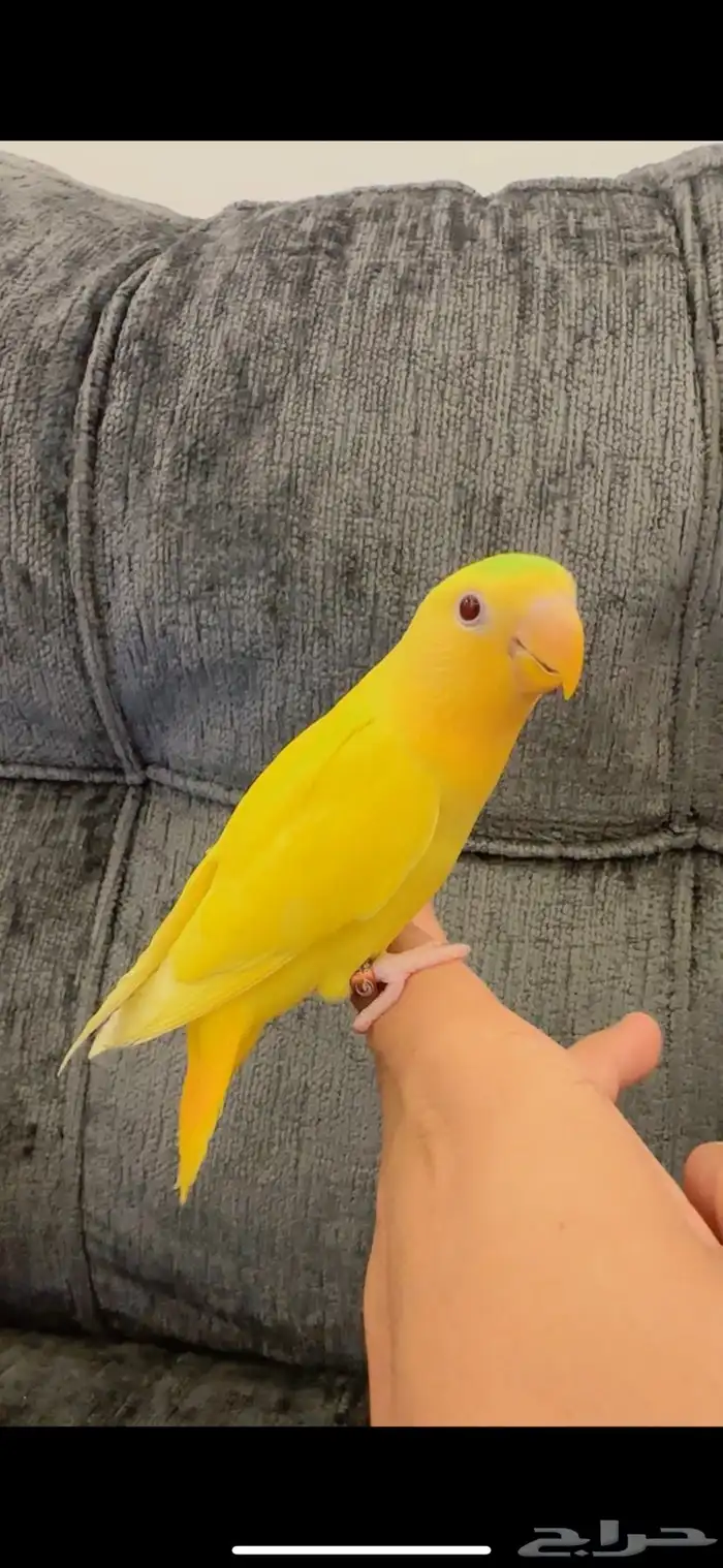 روز اليف هدد نشبه بجميع الملحقات 1