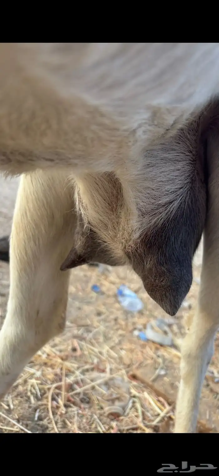 عنز بيشيه والد معه جفره 6