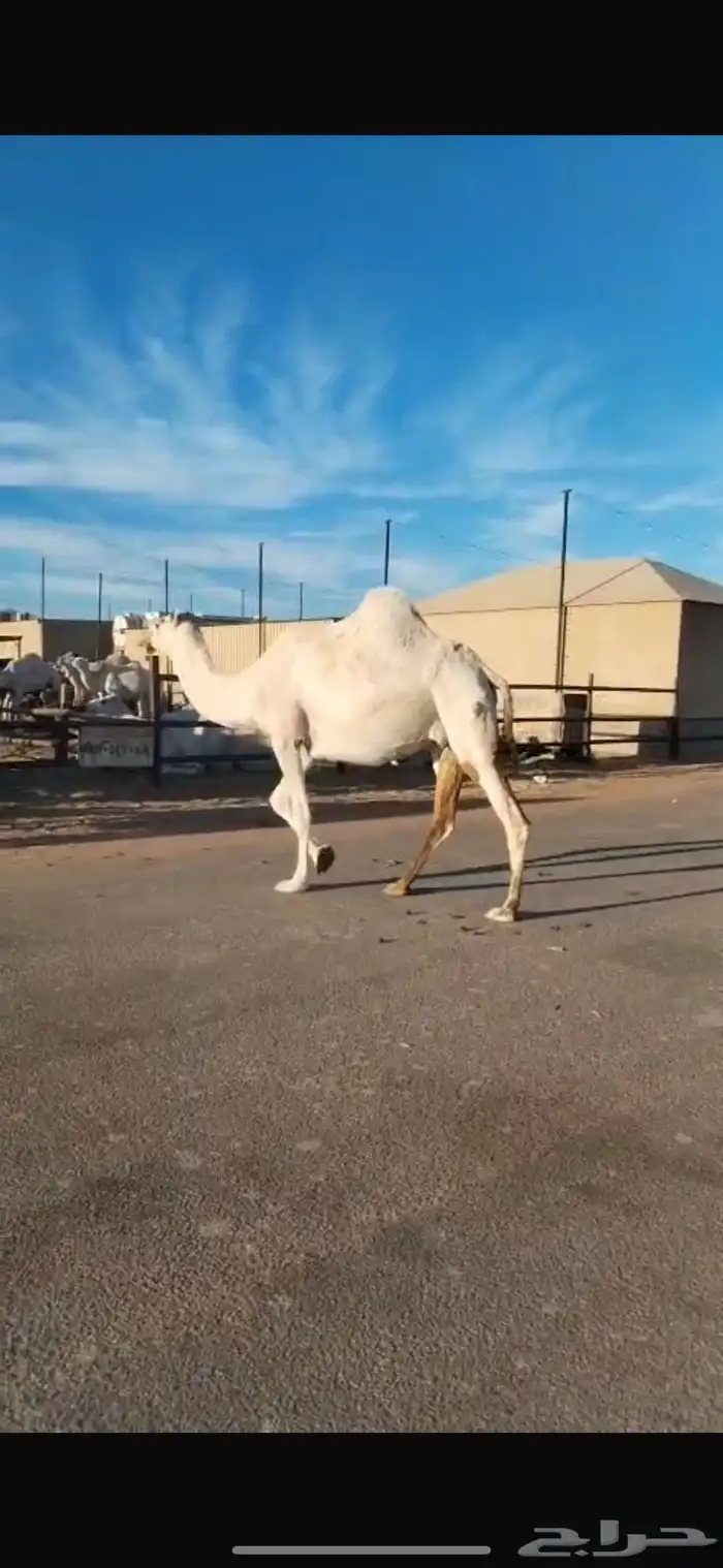 القحات وضح ملاقي 1