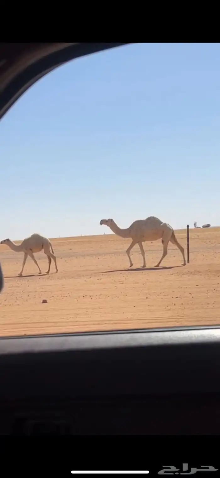 ضروبه وضحا 0