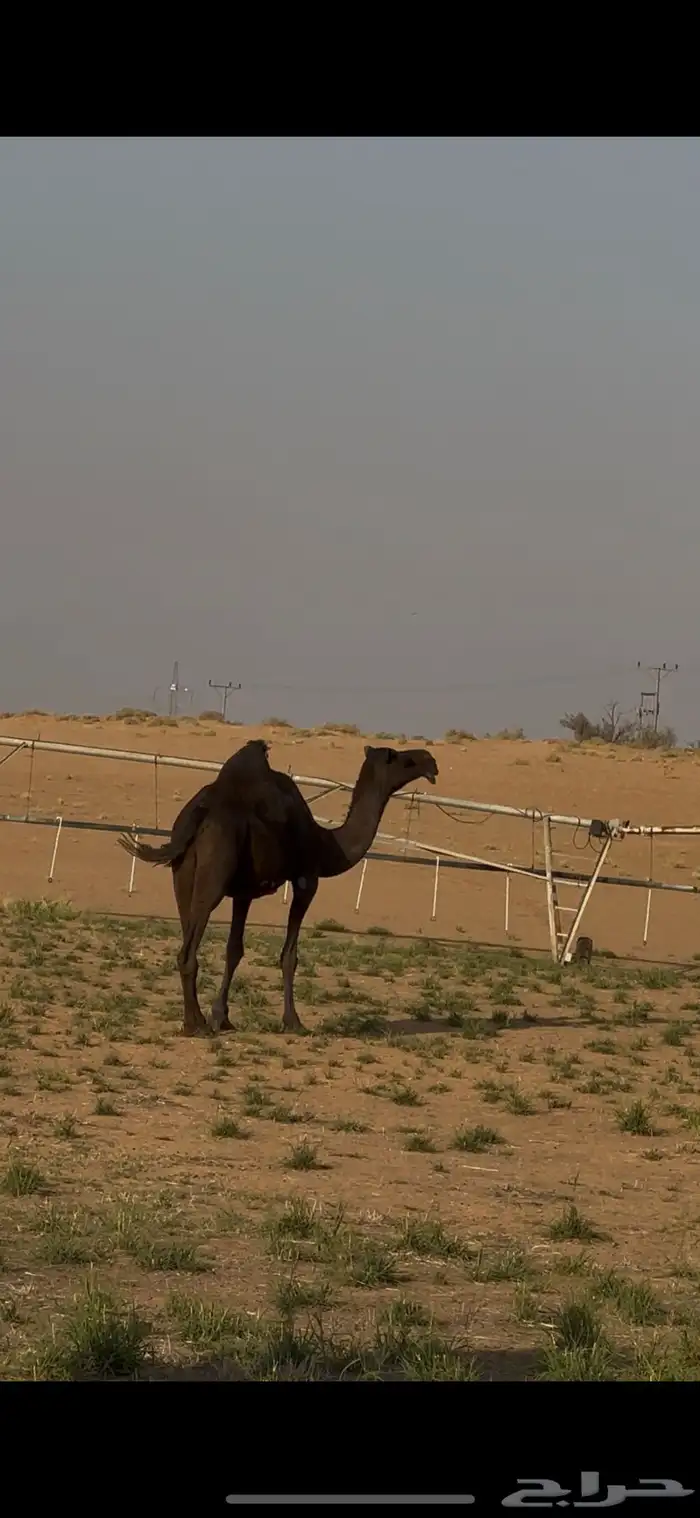 للبيع المجهم الكفو 0