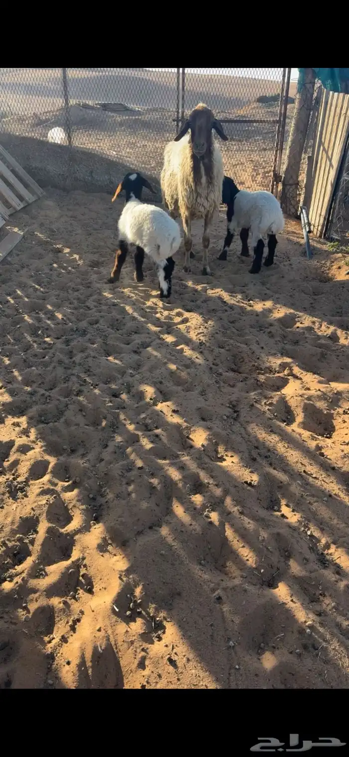 للبيع شاهه نعيميه متاوم 1