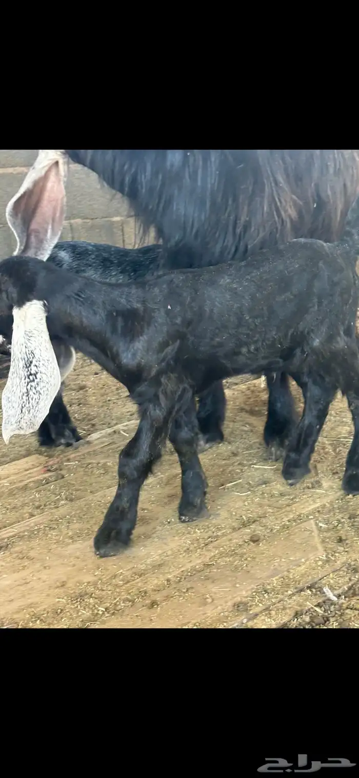 عنز عارضيه والد جرم صنف 3