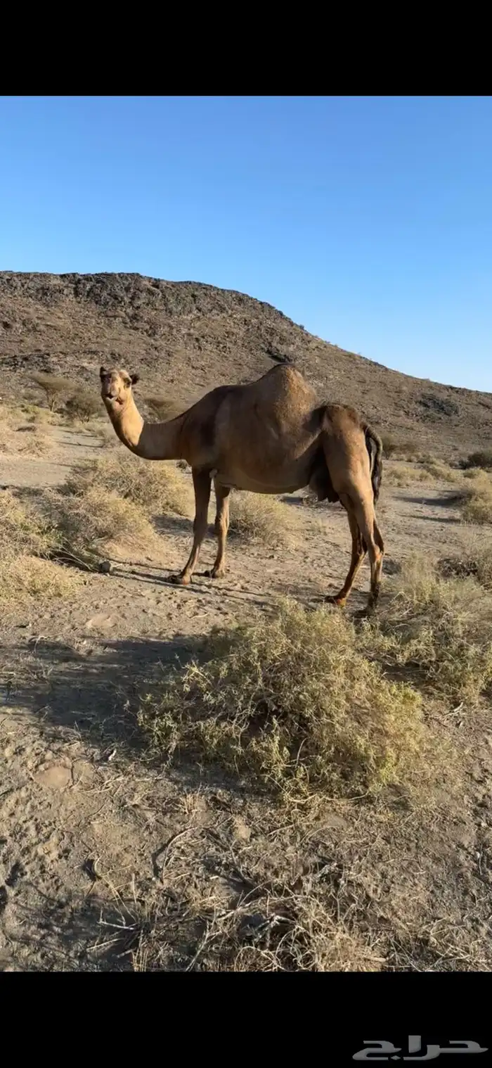 ناقة صفرا طيبه 0