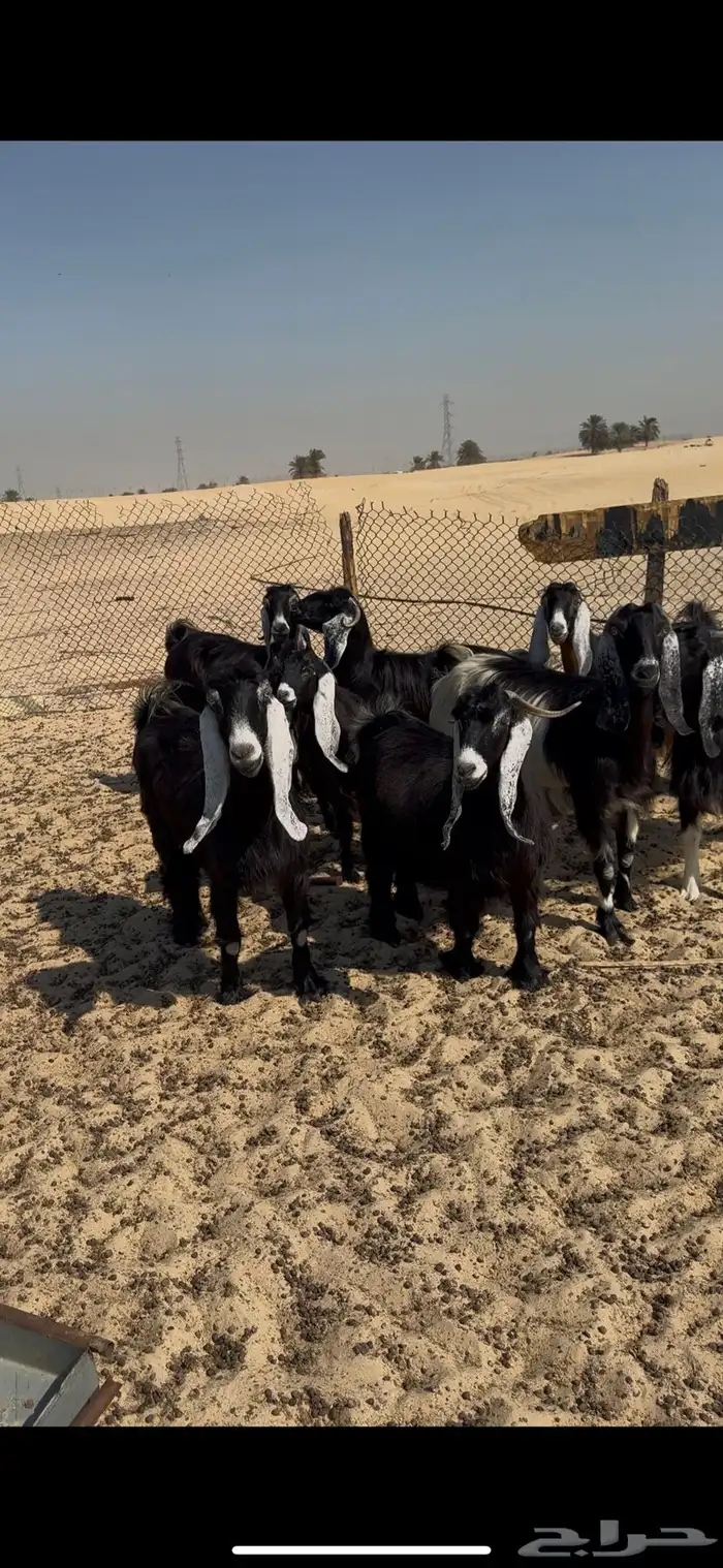 معزا دفيع فحص سونار 3