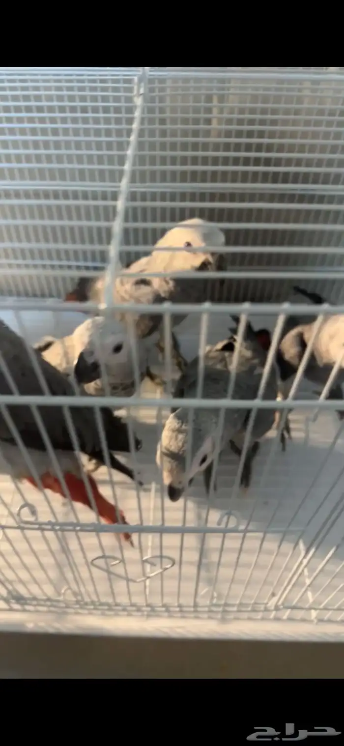 فروخ كاسكو تم البيع 0