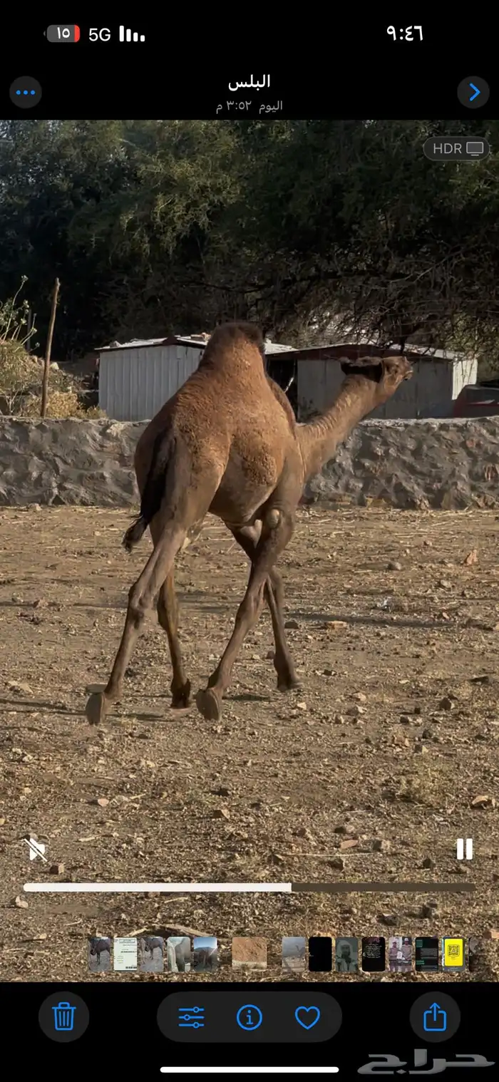 قعود وبكره وحاش 4