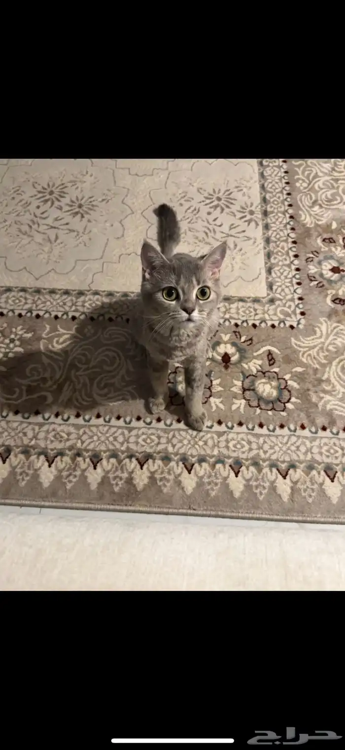 قط سكوتش شيرازي 1