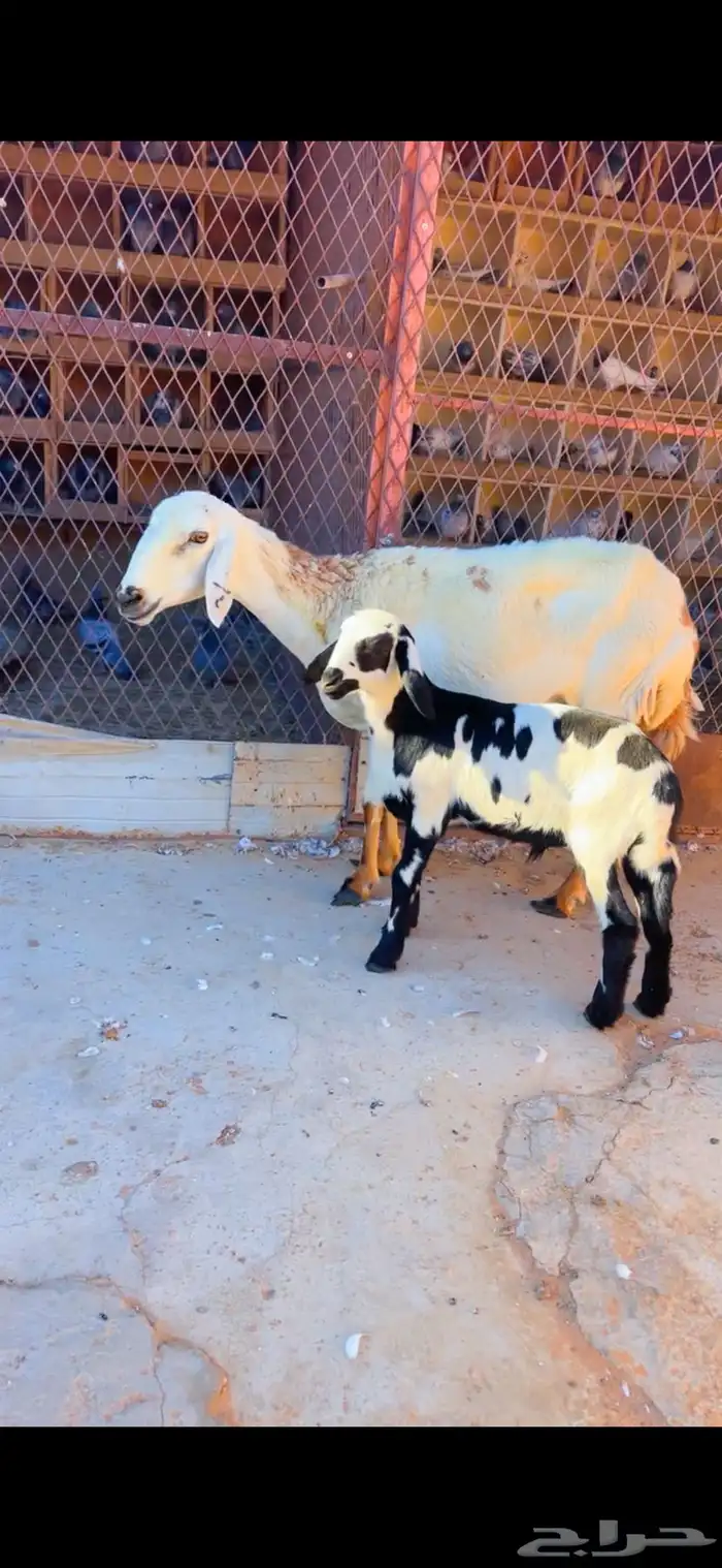 حريه مهجنه بساكلي 0