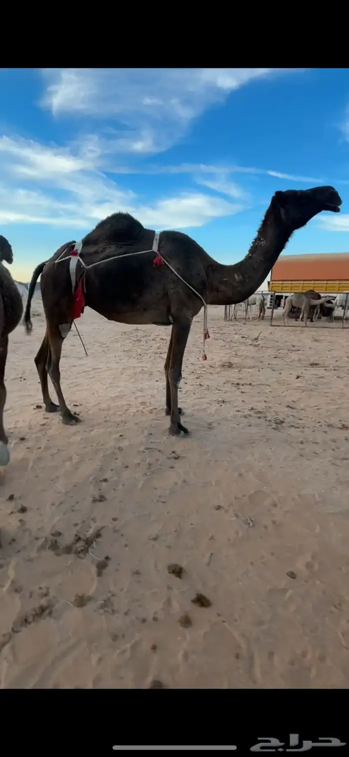 عشرا للبيع 1