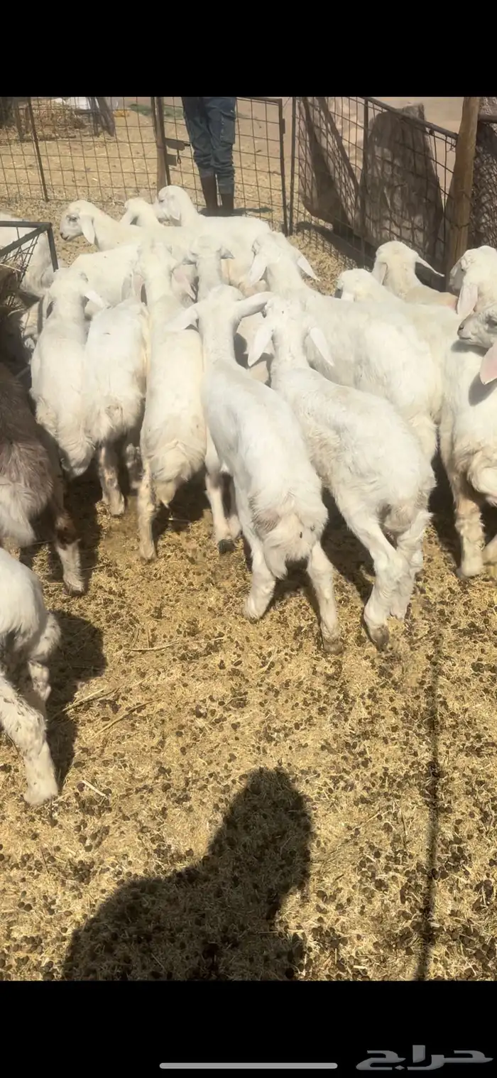 بهم حري السوم 880 1