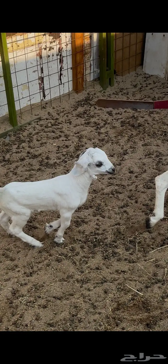 عنز بيشيه والد معه جفره 1