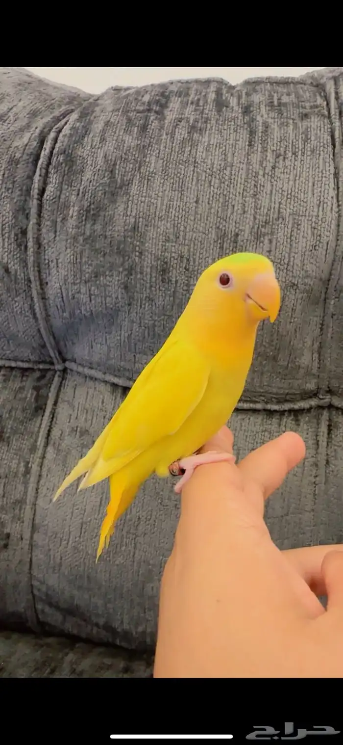 روز اليف هدد نشبه بجميع الملحقات 2