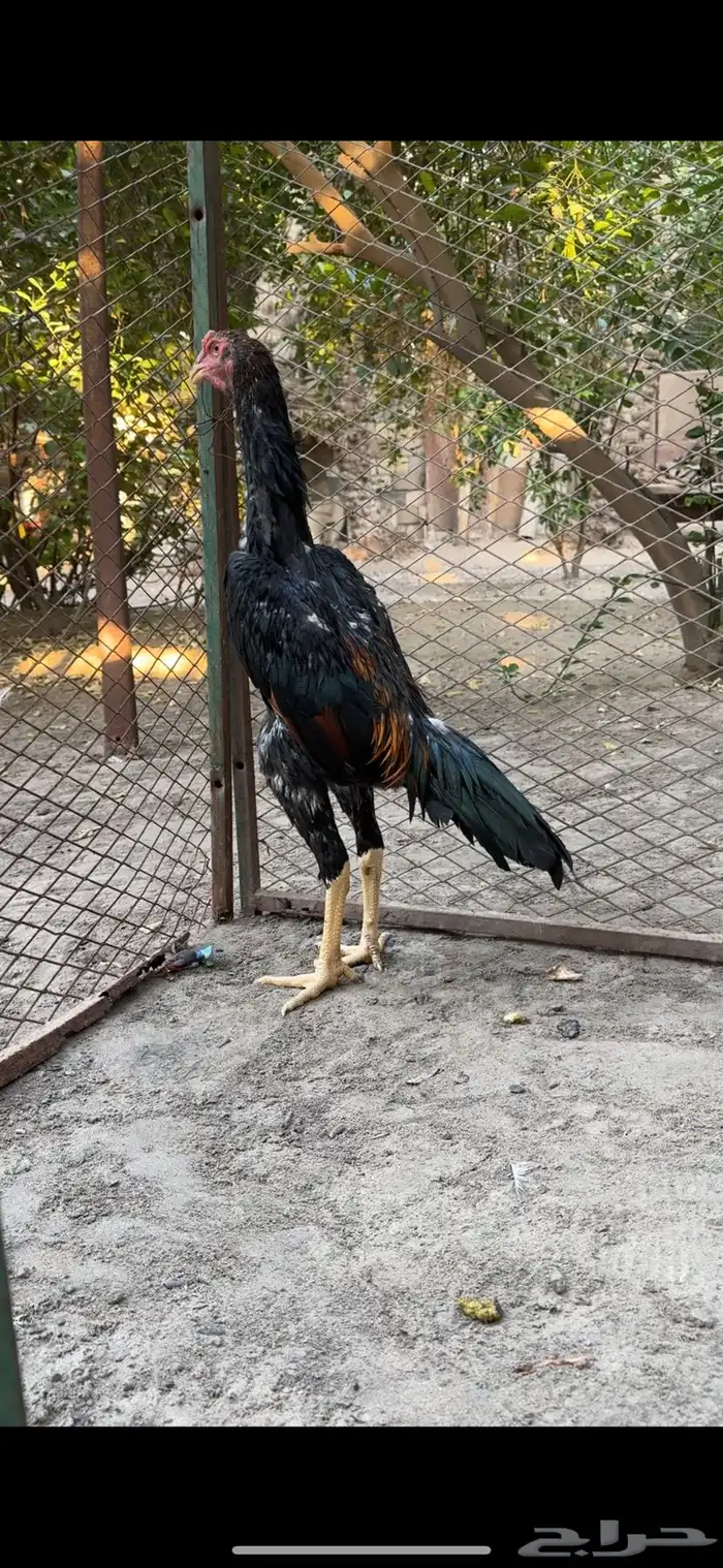 للبيع ديك شامو 1